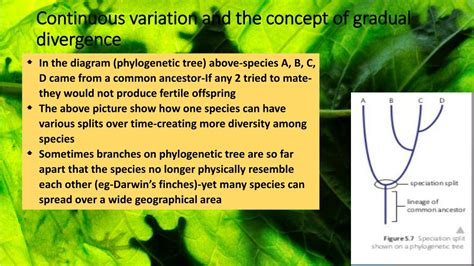 Gradual Divergence