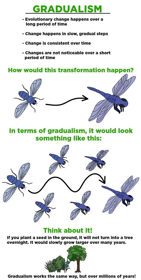 Gradualism Model Of Evolution