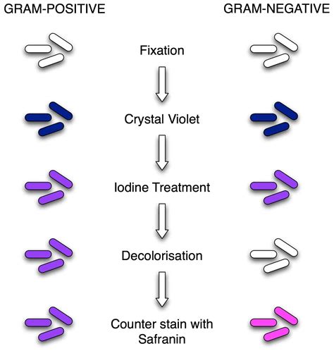 gram negative color