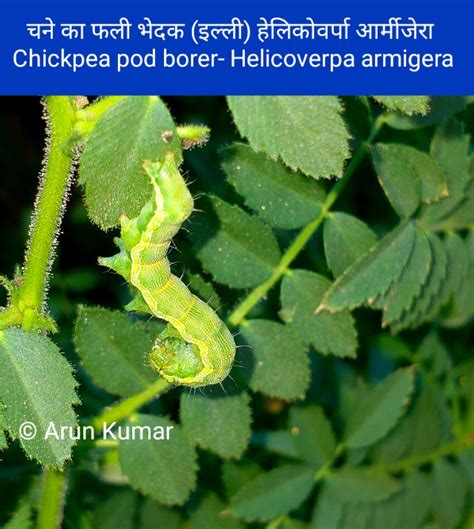 Gram Pod Borer