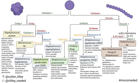 Gram Positive Cocci Examples