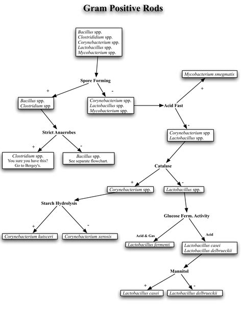 Gram Positive Rod Identification Flowchart
