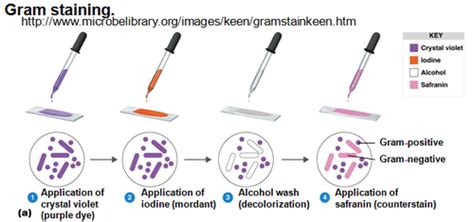gram staining lab quizlet