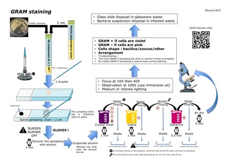 Gram Staining Procedure Pdf