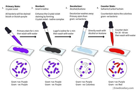 gram staining technique