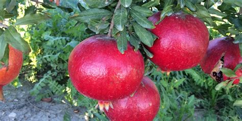 granatäpplen engelska