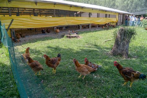Granja De Pollos