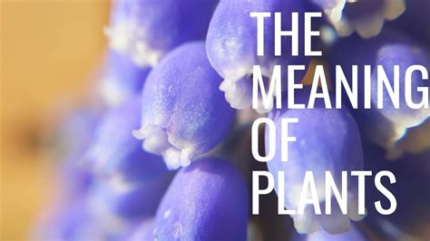 grape hyacinth: meaning, translation - WordSense