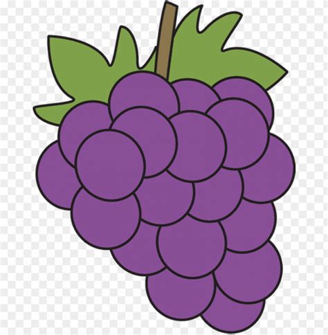 grape illust