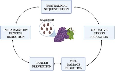 Download Grape Seed Extract Toxicity Study 