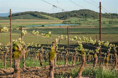 grapes and the wind
