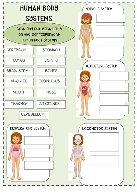 Graphing Worksheets Body Systems Chart Worksheet Answers - Body Systems Chart Worksheet Answers