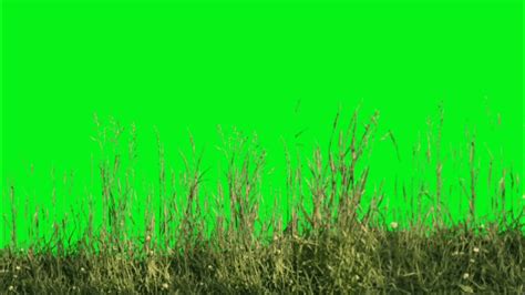 grass green screen
