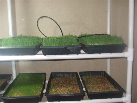 Read Grass Fodder By Hydroponics In 12 Days For Cows Goat 