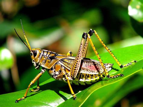 grasshopper | What is a Grasshopper Answered Twinkl Teaching
