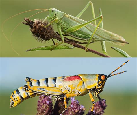 Grasshopper And Cricket