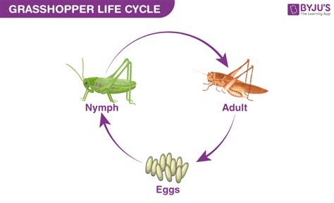 Grasshopper Life Cycle