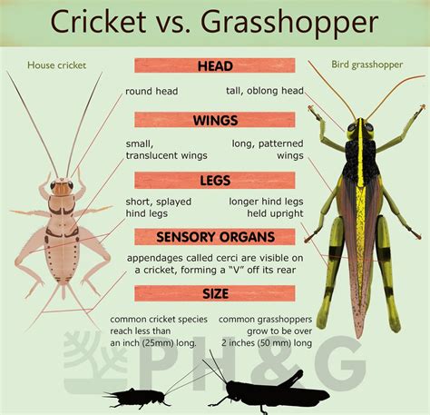 Grasshopper Vs Cricket