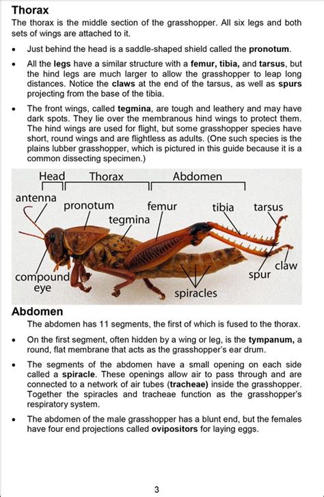 Full Download Grasshopper Dissection Lab Guide 