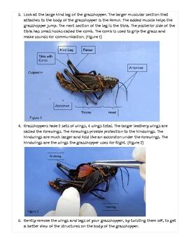 Read Online Grasshopper Lab Teachers Guide 