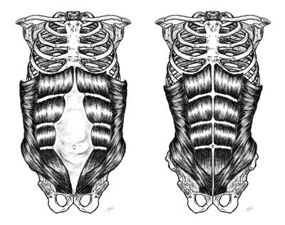 gravid magmuskler delar sig