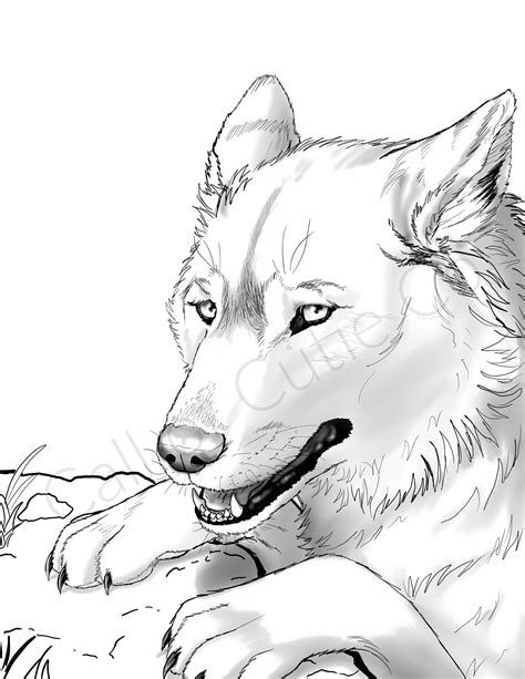 Gray Wolf Coloring Page   Download Gray Wolf Coloring For Free Designlooter 2020 - Gray Wolf Coloring Page