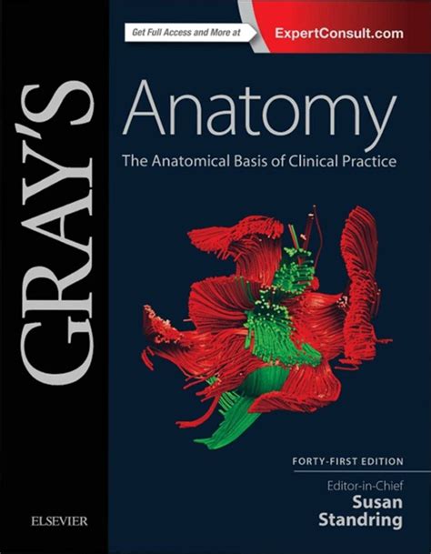 Read Gray Anatomy The Anatomical Basis Of Clinical Practice 