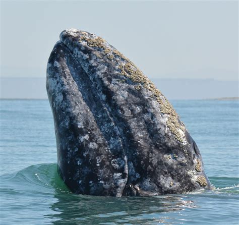 Full Download Gray Whales Wandering Giants 