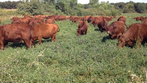 grazing on alfalfa CattleToday.com - Cattle, Cow & Ranching …