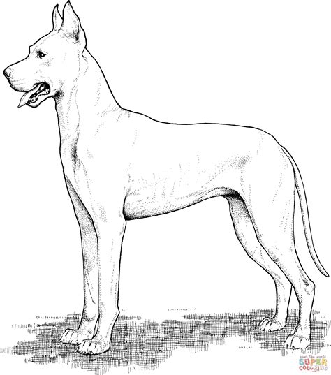 Great Dane Coloring Page   Great Dane Coloring Book 17 Great Dane Coloring - Great Dane Coloring Page