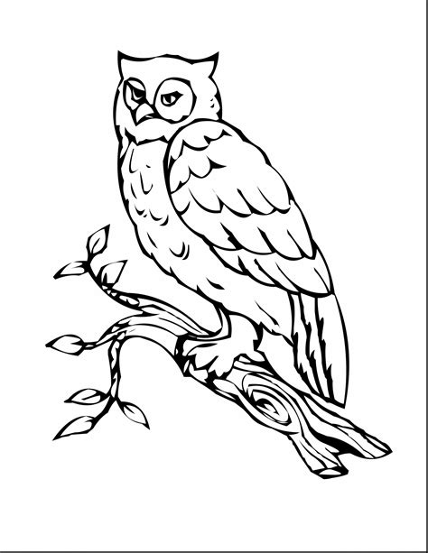 Great Horned Owl Color Page Owls Coloring Pages Great Horned Owl Coloring Page - Great Horned Owl Coloring Page