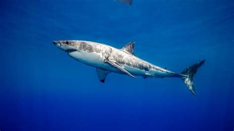 great white sharks adaptations definition