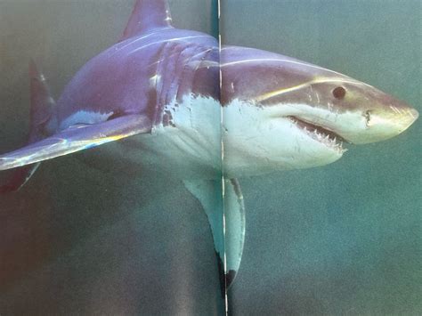 Read Great White The Majesty Of Sharks 
