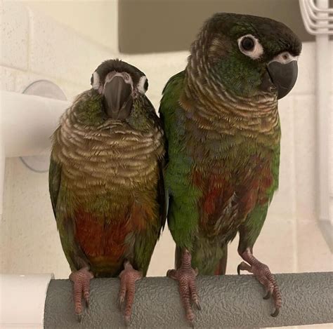 Green Cheek Conure