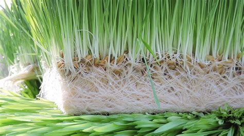 Green Fodder Plant