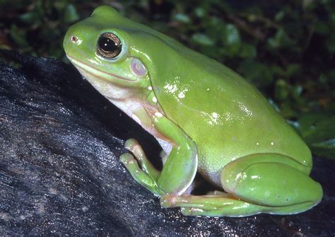 Green Frog Green Frog
