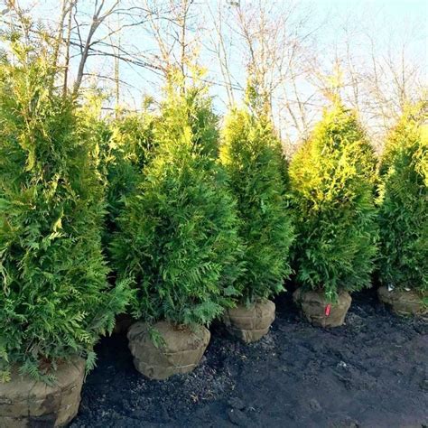 green giant arborvitae for sale in bulk - asirt.org