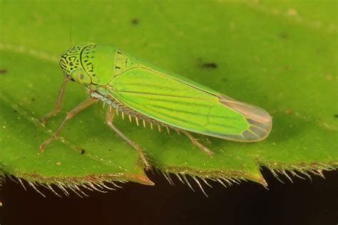 Green Leaf Hopper