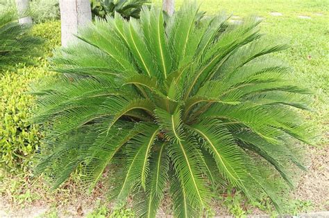 green plants that grow in full sun