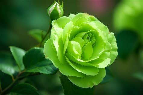Green Rose Images