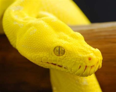 green tree python canary biography