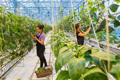 greenhouse labourer - Leamington, ON - Job posting - Job Bank