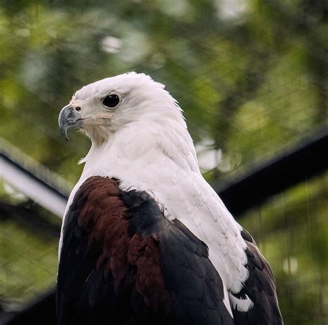 Greifvogel