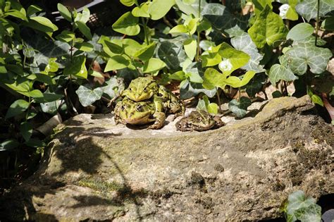 Grenouilles