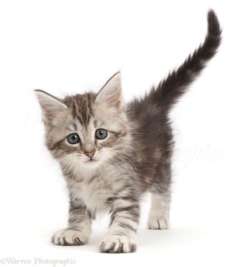 Grey Tabby Kitty