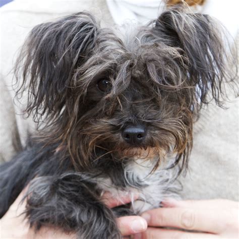 Grey Yorkshire Terrier Exercise