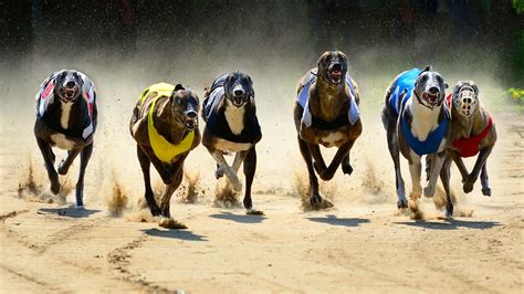 greyhound betting