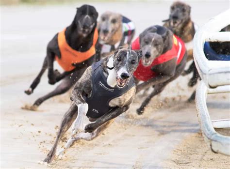 greyhound derby 2022 results