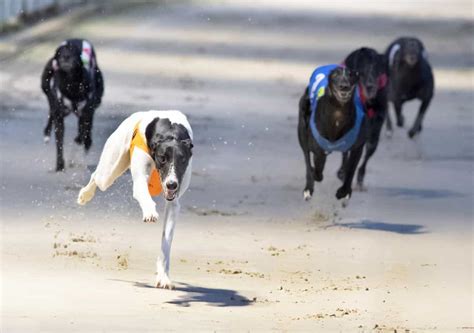greyhound derby 2022 runners