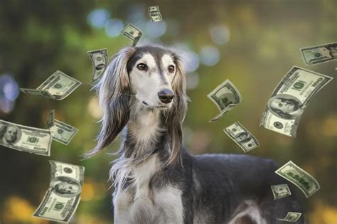 greyhound prices